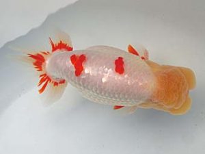 志摩紅鱗会 平成29年度春季品評大会 西大関 小濱照明 志摩紅鱗会 平成29年度春季品評大会 西大関 小濱照明