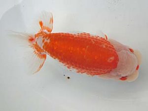 志摩紅鱗会 平成29年度春季品評大会 立行司 林 万貴 志摩紅鱗会 平成29年度春季品評大会 立行司 林 万貴