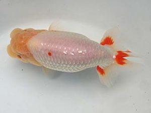 志摩紅鱗会 平成29年度春季品評大会 取締一 田辺健一 志摩紅鱗会 平成29年度春季品評大会 取締一 田辺健一