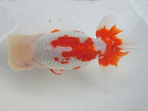 志摩紅鱗会 平成29年度春季品評大会 取締二 小濱照明 志摩紅鱗会 平成29年度春季品評大会 取締二 小濱照明