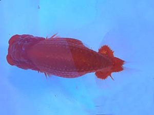 湘南らんちゅう会　二歳会　東大関　熊澤　誠