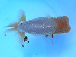 湘南らんちゅう会　二歳会　西大関　矢作雄一