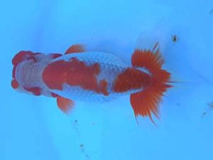 湘南らんちゅう会　二歳会　立行司　城所慎一