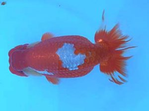 湘南らんちゅう会　二歳会　取締一　荒井宣裕