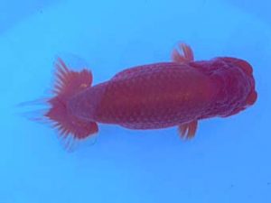 湘南らんちゅう会　二歳会　取締二　熊澤　誠