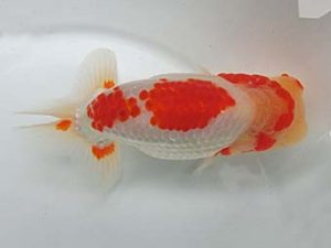 津島愛錦クラブ　二歳会　東大関　植田春寿　稲沢市