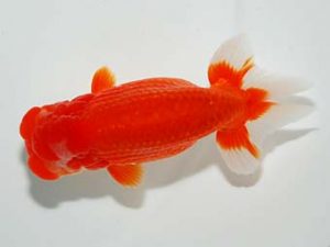 横浜観魚会　二歳会　東大関　加藤貞信