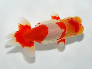 横浜観魚会　二歳会　西大関　鈴木友来