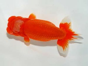 横浜観魚会　二歳会　立行司　小山徹志