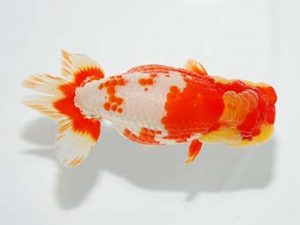 横浜観魚会　二歳会　取締一　鳴海　満