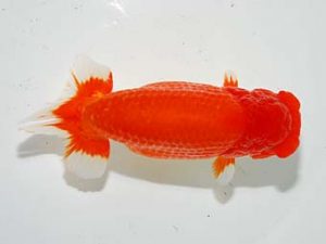 横浜観魚会　二歳会　取締二　三宅雅也