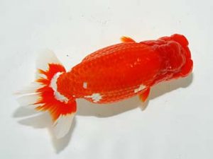 横浜観魚会 東関脇　齋藤一成