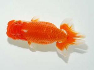 横浜観魚会 西関脇　安田正伯
