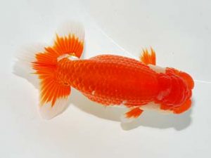 横浜観魚会 東小結　大渕　功