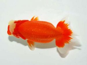 横浜観魚会 西小結　高瀬有三