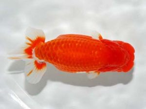 横浜観魚会 勧進元一　秋元和男