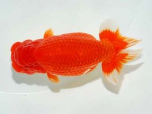 横浜観魚会 勧進元二　秋元和男