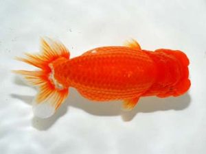 横浜観魚会 行司一　瀬野正樹