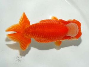 横浜観魚会 行司二　大渕　功