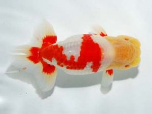 横浜観魚会 行司三　中澤俊男