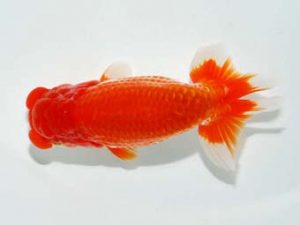 横浜観魚会 脇行司一　浅川敬則