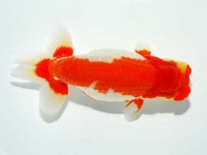 横浜観魚会 脇行司二　小山徹志