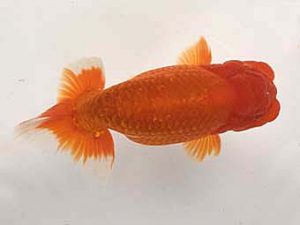 足柄らんちう会　二歳会　東大関　野澤淑雄