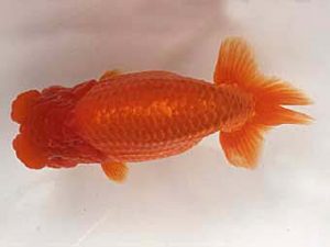 足柄らんちう会　二歳会　西大関　田代儀行