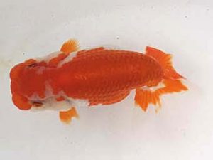 足柄らんちう会　二歳会　立行司　田代儀行