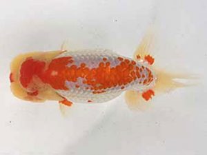 足柄らんちう会　二歳会　取締一　小山内　徹