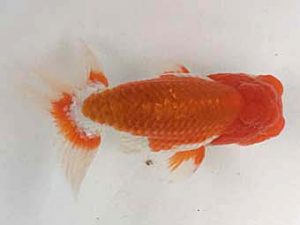 足柄らんちう会　二歳会　取締二　栃谷義寛