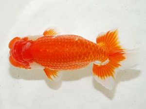 房総らんちう会　二歳会　東大関　大渕　功