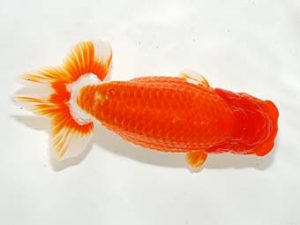 房総らんちう会　二歳会 勧進元二　堀切輝雄