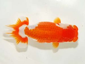 房総らんちう会　二歳会 行司一　佐藤保行