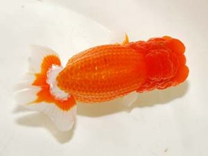 房総らんちう会　二歳会 行司二　高地成弥