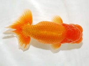 房総らんちう会　二歳会 行司三　君塚一博