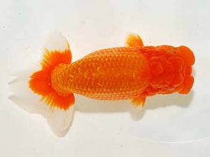 房総らんちう会　二歳会 脇行司一　卜部善晴