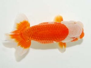 房総らんちう会　二歳会 脇行司二　君塚一博