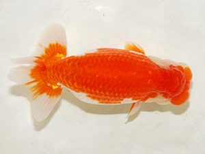 房総らんちう会　二歳会　西大関　秋元和男