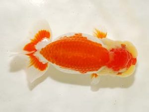 房総らんちう会　二歳会　立行司　高地成弥