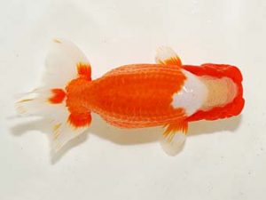 房総らんちう会　二歳会　取締一　船宝　務