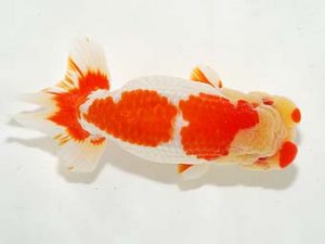 房総らんちう会　二歳会　取締二　船宝　務