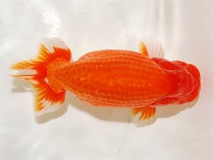 房総らんちう会　二歳会 東関脇　秋元和男