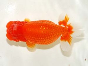 房総らんちう会　二歳会 西関脇　大渕　功