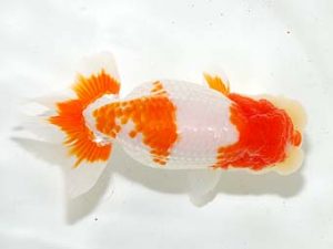 房総らんちう会　二歳会　東小結　能勢重徳