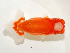 房総らんちう会　二歳会 西小結　高地辰夫