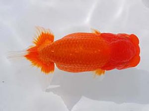 観魚会　二歳会　東大関　高地成弥　荒川