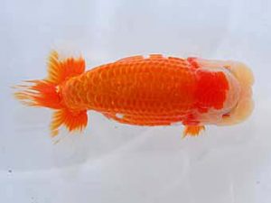 観魚会　二歳会　西大関　秋元和男　君津