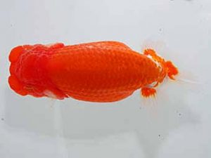 観魚会　二歳会　立行司　高地辰夫　荒川