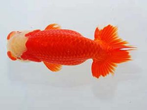 観魚会　二歳会　取締二　大渕　功　木更津